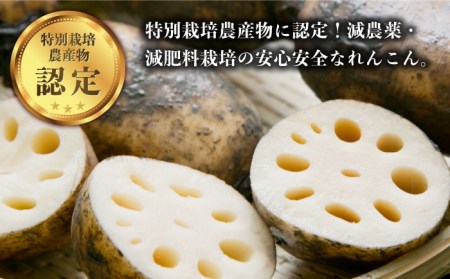 【年末発送 ※12月25日～27日発送】＜地元江北町産＞泥付き 蓮根 3kg【百武青果】[HAE015] 蓮根 れんこん レンコン 野菜