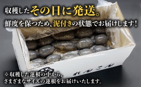 【年末発送 ※12月25日～27日発送】＜地元江北町産＞泥付き 蓮根 3kg【百武青果】[HAE015] 蓮根 れんこん レンコン 野菜