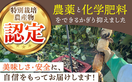 ＜先行予約＞【特別栽培農産物 認定】地元江北町産 佐賀れんこんパック 10パック（250g×10パック）【百武青果】[HAE016]真空パック 真空 蓮根 レンコン れんこん 野菜 佐賀