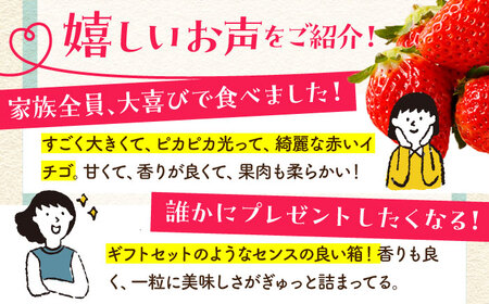 【全2回定期便】いちご食べ比べ計1kgさがほのかいちごさん【むらおか農園】HAF026 果物 フルーツ