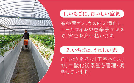 【全3回定期便】いちご 食べ尽くし定期（さがほのか いちごさん こおりいちご）[HAF027] いちご 定期 いちご いちごさん 定期便 冷凍いちご