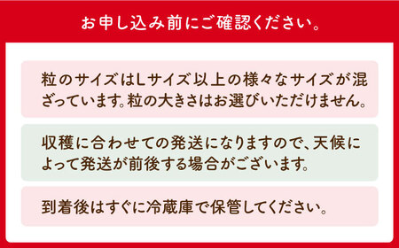 【全3回定期便】いちご 食べ尽くし定期（さがほのか いちごさん こおりいちご）[HAF027] いちご 定期 いちご いちごさん 定期便 冷凍いちご