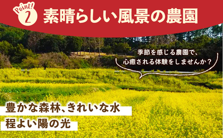 【先行予約】【五感で楽しむ】いちご狩り体験チケット 4枚【花祭いちごの谷】HBN005 チケット