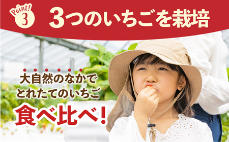 【先行予約】【五感で楽しむ】いちご狩り体験チケット 4枚【花祭いちごの谷】HBN005 チケット