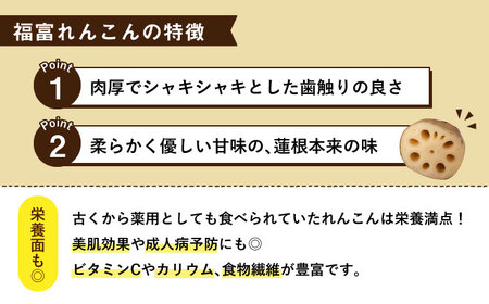 【先行予約】【節切り】希少なオーガニック 福富れんこん（洗い）約3kg（1.5kg×2箱）【中島農園】新鮮なれんこんを産地直送！ オーガニックれんこん 白石れんこん 蓮根 レンコン おでん きんぴら 煮物 天ぷら [IBC004]