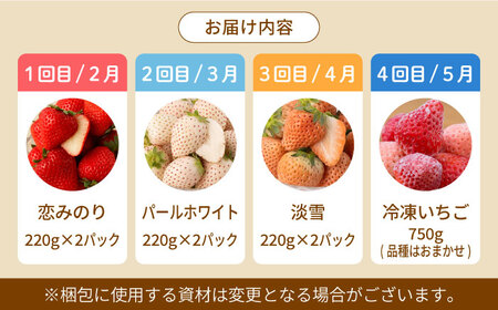 【先行予約】【4回定期便】希少いちご 赤白食べ比べ / いちご [IZZ005]