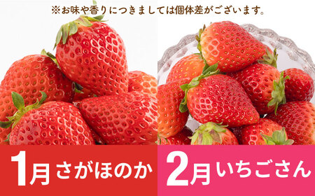 【R8年1月以降発送】【全11回定期便】赤白いちご5種と佐賀牛のセット / いちご 牛肉 [IZZ030]