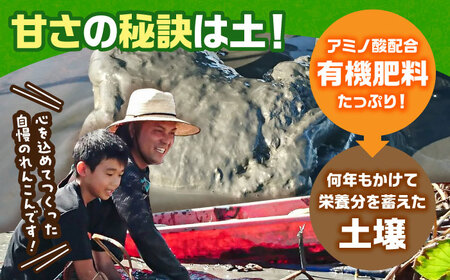 【年内発送】金賞れんこん 約3kg / れんこん [IBD014]