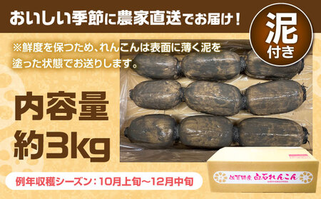 【年内発送】金賞れんこん 約3kg / れんこん [IBD014]