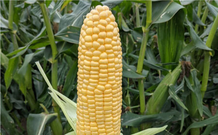 【先行予約】【2回定期便】晩生玉ねぎとスイートコーン / 玉ねぎ [IAO030]