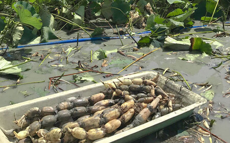 【R8年1月以降発送】洗いれんこん約2kg / れんこん [IDC005]