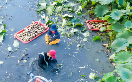 【R8年1月以降発送】洗いれんこん約2kg / れんこん [IDC005]