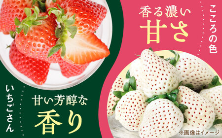 【R8年1月以降発送】こころの色＋いちごさん 1箱 / いちご  [IBJ022]