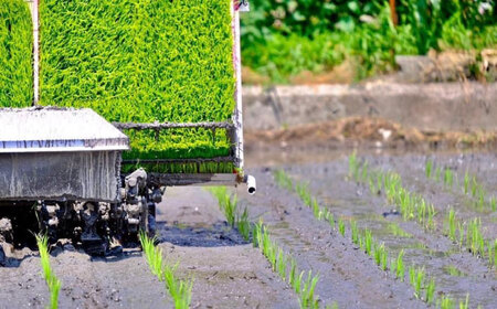 【R7年度産】夢しずく（白米） 20kg / お米 [IBL021]