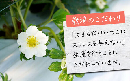 【先行予約】新品種  白石町産 白いちご 「こころの色」 220g×2パック 【鐘ヶ江農園】[IBH016]