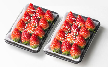 【R8年2月以降発送】いちごさん 240g×2パック 【8/12ICHIGOFARM】[IBR002]