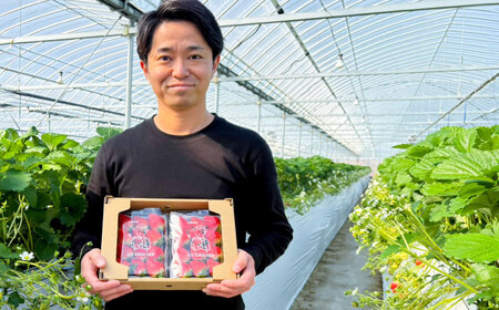 【R8年2月以降発送】いちごさん 240g×2パック 【8/12ICHIGOFARM】[IBR002]