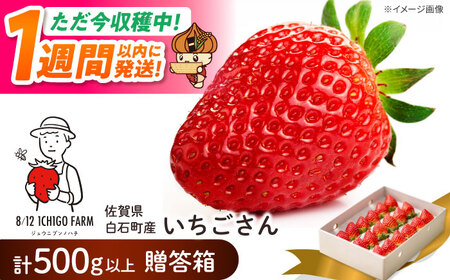 【スピード発送】ギフトにもおすすめ！化粧箱入り いちごさん 500g以上 【8/12ICHIGOFARM】[IBR003]