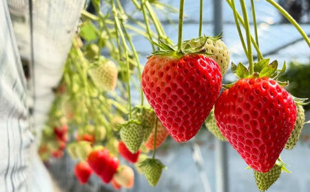 冷凍いちご（いちごさん）1kg 【8/12ICHIGOFARM】[IBR004]