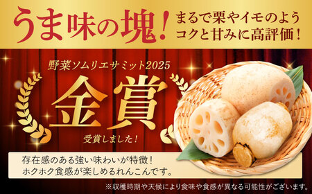 【R8年1月以降発送】【金賞受賞】洗いれんこん　計1kg（4-8個） 【松尾青果】[IBD020]