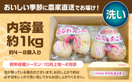 【R8年1月以降発送】【金賞受賞】洗いれんこん　計1kg（4-8個） 【松尾青果】[IBD020]