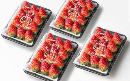 【R8年2月以降発送】いちごさん 240g×4パック 【8/12ICHIGOFARM】[IBR006]