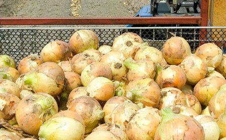 【やさしい玉ねぎ】白石産玉ねぎ 約10kg（Lサイズ）【川崎ファーム】[IDQ006]