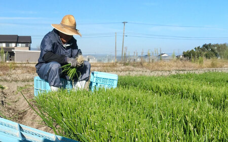 【やさしい玉ねぎ】白石産玉ねぎ 約10kg（Lサイズ）【川崎ファーム】[IDQ006]
