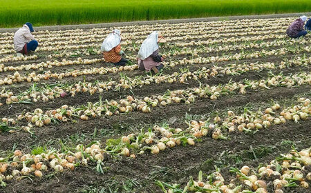 【やさしい玉ねぎ】白石産玉ねぎ 約10kg（Lサイズ）【川崎ファーム】[IDQ006]