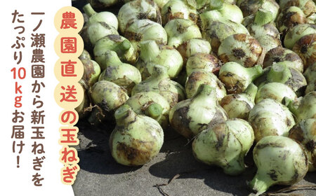新玉ねぎ（サイズ混合）約10kg / 玉葱 早生 [IBQ012]