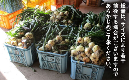 新玉ねぎ（サイズ混合）約10kg / 玉葱 早生 [IBQ012]