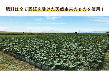 【先行予約】【節切り】希少なオーガニック 福富れんこん（洗い）約1.5kg【中島農園】新鮮なれんこんを産地直送！ オーガニックれんこん 佐賀県産蓮根 白石町 福富れんこん 洗いれんこん 有機  おでん きんぴら 煮物 天ぷら [IBC003]