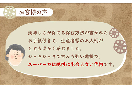 【先行予約】やみつきになる甘さ！ 松尾青果のこだわり白石れんこん 約3kg【松尾青果】 /新鮮なれんこんを産地直送！ れんこん 蓮根 レンコン 佐賀県産 白石町産れんこん 泥付きれんこん れんこん 蓮根 レンコン シャキシャキ ホクホク 甘いれんこん おでん きんぴら れんこん 蓮根 レンコン 煮物 天ぷら れんこん 蓮根 レンコン 保存 れんこん 蓮根 レンコン [IBD001]