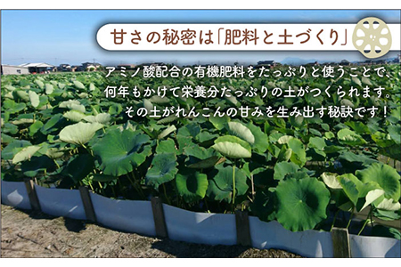 やみつきになる甘さ！ 松尾青果のこだわり白石れんこん 約1kg（500g×2袋）【松尾青果】 /新鮮なれんこんを産地直送！ れんこん 蓮根 レンコン 佐賀県産 白石町産れんこん 泥付きれんこん れんこん 蓮根 レンコン シャキシャキ ホクホク 甘いれんこん おでん きんぴら れんこん 蓮根 レンコン 煮物 天ぷら れんこん 蓮根 レンコン 保存 れんこん 蓮根 レンコン [IBD002]