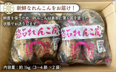 やみつきになる甘さ！ 松尾青果のこだわり白石れんこん 約1kg（500g×2袋）【松尾青果】 /新鮮なれんこんを産地直送！ れんこん 蓮根 レンコン 佐賀県産 白石町産れんこん 泥付きれんこん れんこん 蓮根 レンコン シャキシャキ ホクホク 甘いれんこん おでん きんぴら れんこん 蓮根 レンコン 煮物 天ぷら れんこん 蓮根 レンコン 保存 れんこん 蓮根 レンコン [IBD002]