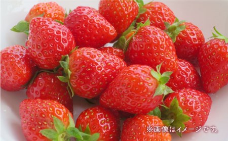 【先行予約】【4回定期便】いちご4品種食べ比べ白いちごなど希少品種も！【岸川農園】 [IAP011]