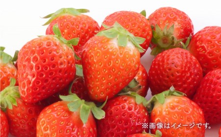 【先行予約】【4回定期便】いちご4品種食べ比べ白いちごなど希少品種も！【岸川農園】 [IAP011]