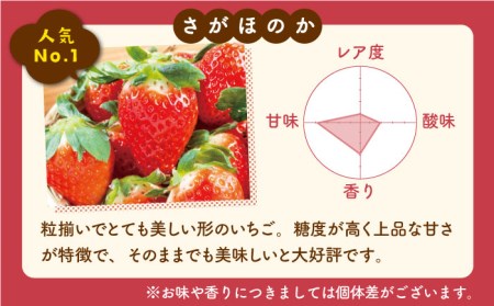 【先行予約】【農家直送】【4回定期便】特別栽培 いちご 2品種 食べ比べ（さがほのか＆いちごさん）【井崎農園】 [IBP002]