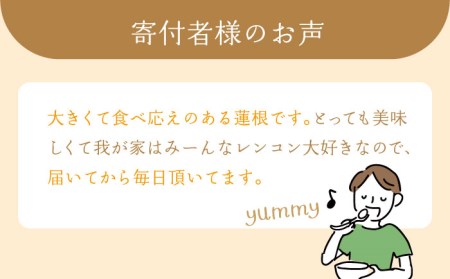 【ミシュランシェフも認めたれんこん】田島屋れんこん 約3kg（泥付き）【田島屋れんこん】 /新鮮なれんこんを産地直送！ れんこん 蓮根 レンコン 佐賀県産 白石町産れんこん 泥付きれんこん れんこん 蓮根 レンコン シャキシャキ ホクホク 甘いれんこん おでん きんぴら れんこん 蓮根 レンコン 煮物 天ぷら れんこん 蓮根 レンコン 保存 れんこん 蓮根 レンコン [IAV001]