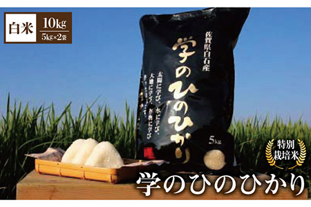 【先行予約】【令和6年産新米】学のひのひかり 10kg（白米）【白浜農産】/米 お米 白米 ごはん ご飯 特別栽培米 ブランド米 米 お米 白米 ごはん ご飯 ひのひかり さがのお米 米粒 米 お米 白米 ごはん ご飯 お米の甘味 米 お米 白米 ごはん ご飯 [IBL005]