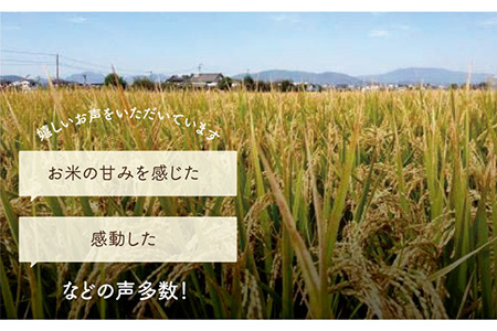 【先行予約】【令和6年産新米】学のひのひかり 10kg（白米）【白浜農産】/米 お米 白米 ごはん ご飯 特別栽培米 ブランド米 米 お米 白米 ごはん ご飯 ひのひかり さがのお米 米粒 米 お米 白米 ごはん ご飯 お米の甘味 米 お米 白米 ごはん ご飯 [IBL005]