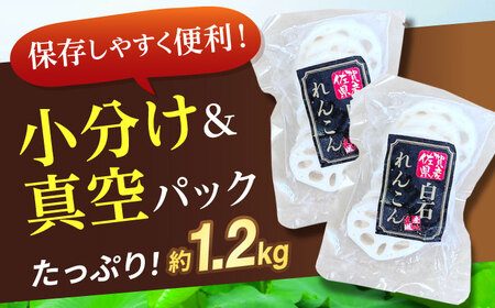 【お手軽調理！】白石町産 水煮れんこん 約120g×10袋（カット有り／真空パック）【有限会社白石開発】 /れんこん 蓮根 レンコン 佐賀県産 れんこん 蓮根 レンコン 白石町産 れんこん 蓮根 レンコン 野菜 根菜 れんこん 蓮根 レンコン 小分け 真空 保存 れんこん 蓮根 レンコン 佐賀 白石れんこん 真空パックれんこん 水煮れんこん おでん きんぴら 煮物 天ぷら レンコン 蓮根 れんこん [IBN004]