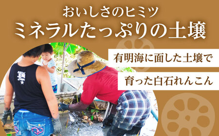 【お手軽調理！】白石町産 水煮れんこん 約120g×10袋（カット有り／真空パック）【有限会社白石開発】 /れんこん 蓮根 レンコン 佐賀県産 れんこん 蓮根 レンコン 白石町産 れんこん 蓮根 レンコン 野菜 根菜 れんこん 蓮根 レンコン 小分け 真空 保存 れんこん 蓮根 レンコン 佐賀 白石れんこん 真空パックれんこん 水煮れんこん おでん きんぴら 煮物 天ぷら レンコン 蓮根 れんこん [IBN004]