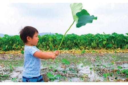 【先行予約】産地直送！白石れんこん（泥付き）4kg【有限会社白石開発】れんこん 蓮根 レンコン 泥付き 佐賀県産 白石町産 野菜 根菜 おでん きんぴら 煮物 天ぷら [IBN002]