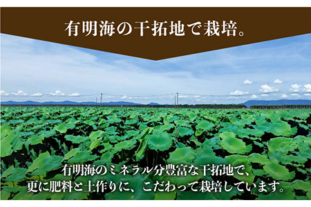 【農家直送！】洗いれんこん 約2kg（500g×4袋）山口さんちの贈り物【y'scompany】/佐賀 白石れんこん 夏はシャキシャキ 冬はホクホクれんこん おでん きんぴら 煮物 天ぷら レンコン 蓮根 [IAS003]