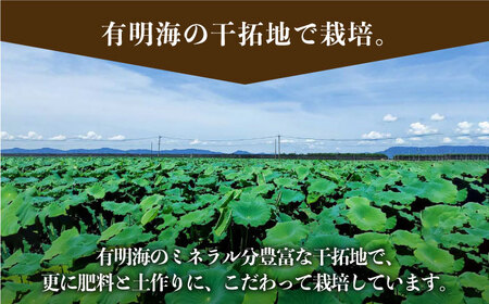 【農家直送！】洗いれんこん 約3kg山口さんちの贈り物【y'scompany】/佐賀 白石れんこん 夏はシャキシャキ 冬はホクホクれんこん おでん きんぴら 煮物 天ぷら レンコン 蓮根 [IAS004]