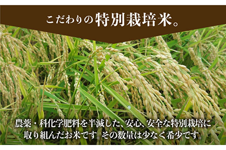 【先行予約】令和6年産新米！ 特別栽培米 さがびより 10kg（白米）山口さんちの贈り物【y'scompany】/お米 ごはん ご飯 特別栽培米 ブランド米 [IAS006]