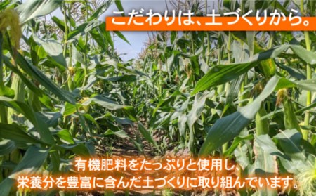 【先行予約】【数量限定】スイートコーン 約3kg / とうもろこし [IAO014]