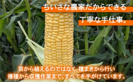 【先行予約】【数量限定】スイートコーン 約3kg / とうもろこし [IAO014]