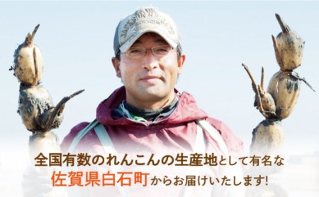 【年内発送】洗いれんこん 真空パック入り 約300g×6袋（計約1.8kg） / れんこん [ICC003]
